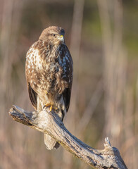 Common Buzzard in spring at a wet forest