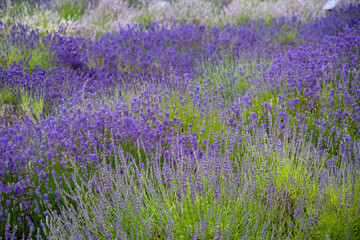 Obraz premium beautiful purple flowers of lavender lavandula