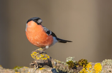 Eurasian Bullfinch - male at a wet forest in spring