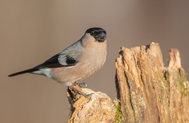 Eurasian Bullfinch - female at a wet forest in spring