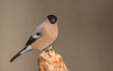 Eurasian Bullfinch - female at a wet forest in spring