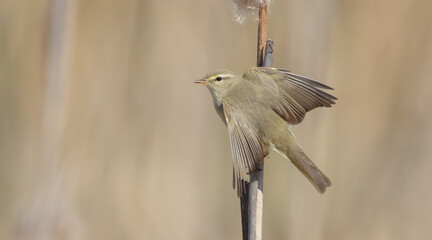Willow warbler in early spring at a wetland 