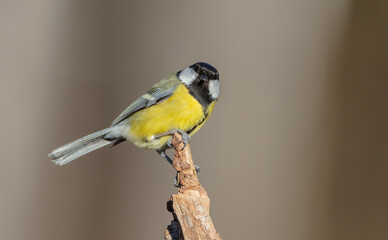 Great tit in spring at a wet forest