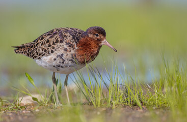 Ruff - male bird at a wetland on the mating season in spring