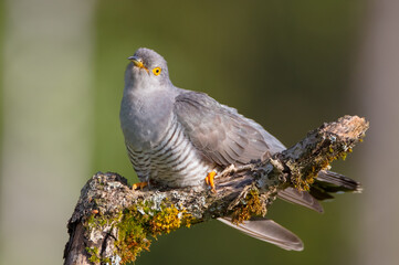 Common cuckoo - in spring at a wet forest