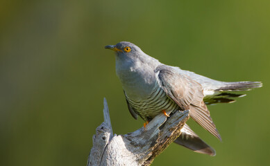 Common cuckoo - in spring at a wet forest