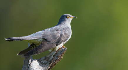Common cuckoo - in spring at a wet forest