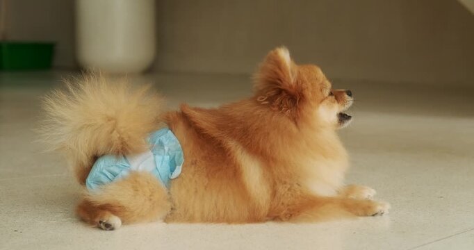 A female dog lie in a diaper and wags its tail, top view. The cycle of a female dog, puberty, and mating period. Hygiene products for dogs. Pet shop and veterinarian for dogs.