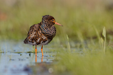 Ruff - male bird at a wetland on the mating season in spring