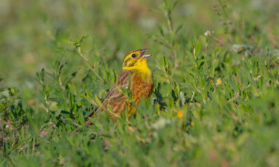 Yellowhammer  - male in summer