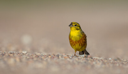 Yellowhammer  - male in summer