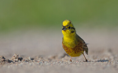 Yellowhammer  - male in summer