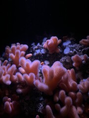 Pink coral reef in aquarium