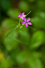 Deptford Pink growing in upstate New York