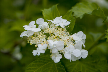 Viburnum blossoms. Viburnum buds. Guelder rose.
White flowers and buds of viburnum shrub.