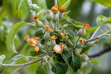 Green Ovary Apple Tree. Apple blossom after flowering. Pollination of apple trees. Life Cycle of an Apple. After flowering, fruits are formed. 