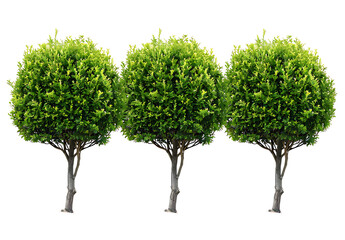 green trees shaped like bushes, white background