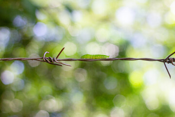 Green caterpillar on barbed wire in the garden, Thailand. South East Asia