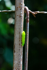 Green caterpillar on a metal wire in the garden, Thailand. South East Asia