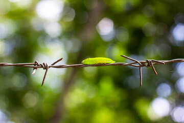 Green caterpillar on barbed wire in the garden, Thailand. South East Asia