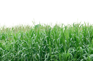 Image of a corn plant with detailed clipping paths on a white background.