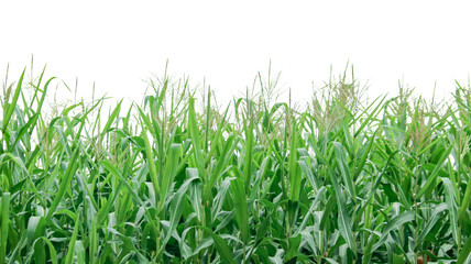 Image of a corn plant with detailed clipping paths on a white background.