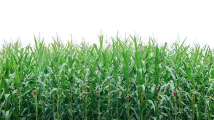 Fototapeta premium Image of a corn plant with detailed clipping paths on a white background.