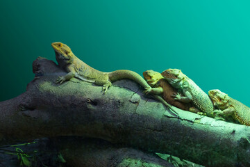 Groups of lizards