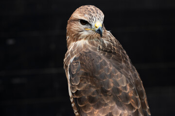 The Common Buzzard (Buteo buteo).