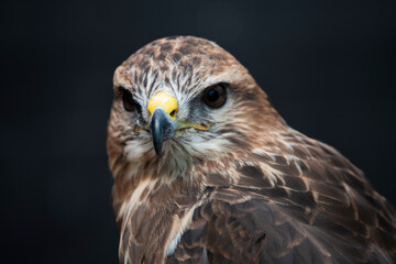 The Common Buzzard (Buteo buteo).