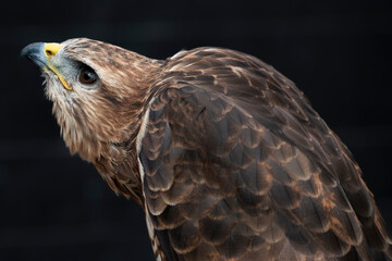 The Common Buzzard (Buteo buteo).
