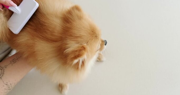 Top view of a Pomeranian Spitz dog being brushed by its owner while sitting on the sofa. Comb for dog hair. Grooming salon at home. Caring for your dog's coat during shedding.