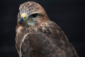 The Common Buzzard (Buteo buteo).
