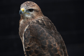 The Common Buzzard (Buteo buteo).