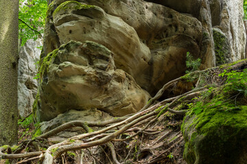 Carpathian mountains in summer, wonderful landscape, trees and meadows
