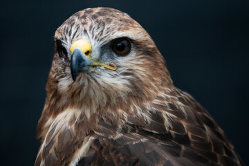 The Common Buzzard (Buteo buteo).