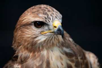 The Common Buzzard (Buteo buteo).