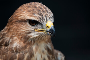 The Common Buzzard (Buteo buteo).