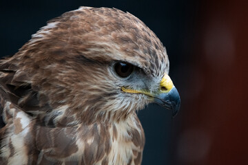 The Common Buzzard (Buteo buteo).