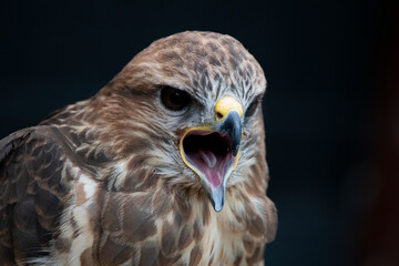 The Common Buzzard (Buteo buteo).