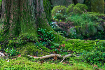 Rooted in Time: A Mossy Forest Floor