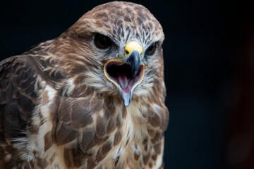 The Common Buzzard (Buteo buteo).
