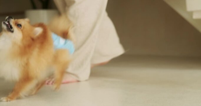 Close up of a Pomeranian dog jumping around its owner in a blue diaper. Hygiene of a female dog during heat. Taking care of your dog health.