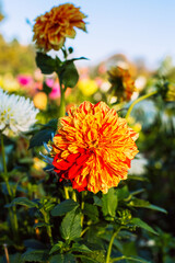 Beautiful red and yellow two colors dahlias in garden or park close up. Seasonal autumn flowers. Organic gardening, cultivating varietal plants concept