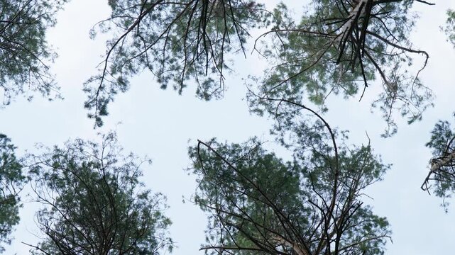 rotation of the camera among the crowns of pine trees, a pine forest, many tall trees