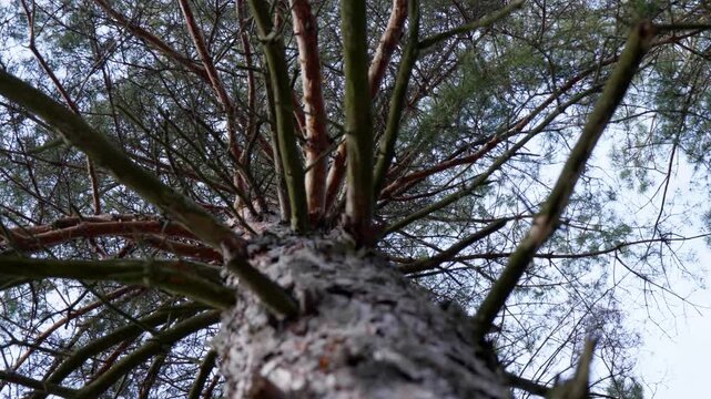 pine tree in the forest, camera movement near the trunk, pine trunk with branches