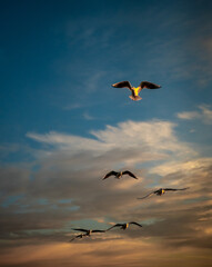 birds flying in the sky, a flock of birds flying in the sky, seagulls with outstretched wings illuminated by the morning sun, seagulls at sea dawn