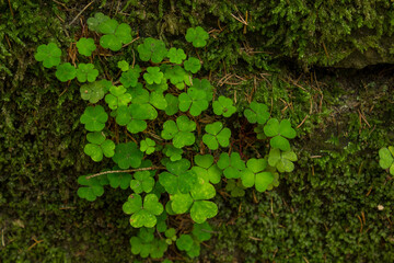 green leaves background lucky day