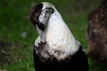 The Common Eider (Somateria mollissima), also called St. Cuthbert's Duck or Cuddy's Duck.