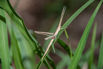 A macro photo of a Acrida ungarica with long antennae perched on a green leaf.